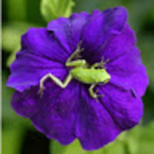 Meet your Posher, Karen